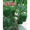 方椒種子【圖】高產方椒種子【圖】方椒種子批發【方椒種子代理】
