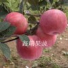 靠譜的蘋果苗出售——蘋果苗批發