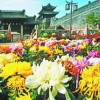 同慶花卉專業供應國慶菊_國慶菊種植基地
