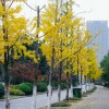 推薦回收拆遷樹木/挖樹/大樹移植/園林樹木移栽樹木清理/苗圃抽稀,有口碑的回收拆遷樹木公司推薦