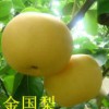 在哪能買到品種純的梨苗苗,梨樹苗批發商