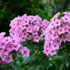 信譽好的草花種子公司——紅葉小檗種子批發
