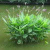 精品再力花推薦 河南花海用草花批發商