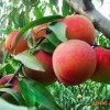 供應山東有品質的映霜紅果樹苗|映霜紅果樹苗市場行情