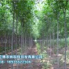 高原苗木上哪買好——高原苗木價格