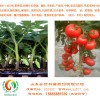 西紅柿苗領先一步盡在安信種苗