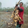 南斯拉夫雪藕珍珠聊城富林種植專業合作社專業供應——南斯拉夫雪藕珍珠哪家好