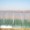 山東信譽好的po膜生產基地-大棚膜價格