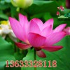 河北荷花基地 河北可信賴的盆栽荷花生產基地