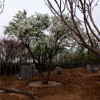 專業供應丁香樹——丁香樹批發