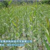 供應品種好的青海苗木-青海名貴樹種培育