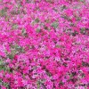 叢生福祿考價格價位|山東哪家山東福祿考小苗供應商好