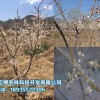 極好的苗木種植推薦-青海花卉苗木批發