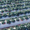 山東哪里供應的雙色地膜價格優惠|出售黑白地膜