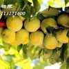 蜂糖李苗一畝地產量多少斤？