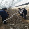 青海卓辰農業專業供應羊肚菌_青海廠家批發羊肚菌