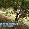 西寧樹上干杏樹苗 專業供應樹上干杏