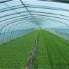 EVA農膜市場行情資訊_蔬菜棚專用EVA農膜批發