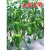 太空椒種子采購|太空九號甜椒種子批發市場