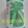 洪荒之力搜索（綠興）-西葫蘆-耐熱型-產量-壽光綠興種業