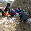青海規模大的羊肚菌生產基地-青海羊肚菌