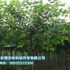 苗木價格 優質的苗木推薦