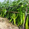 圣日蔬菜良種專業批發甜椒種子，尖椒種子價格