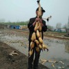 聊城富林種植專業合作社專業供應雪藕 雪藕代理加盟