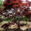 山東優質紅楓盆景批發-山東五角楓大樹