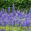 北京鼠尾草價格行情|優質鼠尾草批發價格