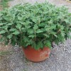 秋菊批發-供應各種規格秋菊
