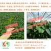 安信種苗熱銷抗蟲甜椒苗，甜椒苗廠家直供 甜椒苗