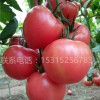 西紅柿種子如何播種？晨宏種業為您提供荷蘭番茄種子批發