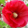 小麗花價格|哪里有供應晨鳴花卉