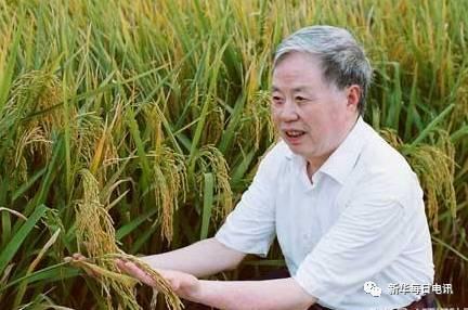 朱英國院士在查看水稻長勢。  (供圖:武漢大學)