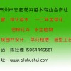 角堇批發，品質卓越的草花市場價格情況