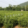 云南夏威夷堅果小苗 優質澳洲堅果小苗批發價格
