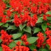 山東規模大的草花種子生產基地——薰衣草種子報價