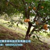苗木種植找青海宏博農林_品種優良 青海苗木批發