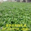 市場上價格適中的柳葉馬鞭草在哪里可以找到，柳葉馬鞭草哪里有