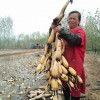 口碑好的蓮子培育——聊城哪里蓮子優惠