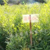 來賓澳洲堅果苗批發_品種好的澳洲堅果苗推薦