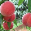 山東映霜紅價格-大豐收果樹專業供應映霜紅桃苗