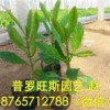 價格優惠的柳葉馬鞭草濰坊哪里有-柳葉馬鞭草價格