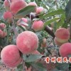 晚熟毛桃信息——映霜紅晚熟毛桃新品種的批發價格是多少
