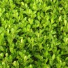 濰坊綠化苗木上哪買_垂釣牽牛基地