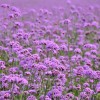 精品馬鞭草推薦——馬鞭草批發基地