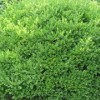 綠化苗木首推聚寶花卉苗木——綠化苗木批發