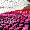 誠信的花卉溫室大棚建設山東提供    ——建造花卉溫室大棚