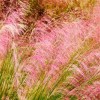 四季草花價格_彥明花卉苗木供應實惠的粉黛亂子草